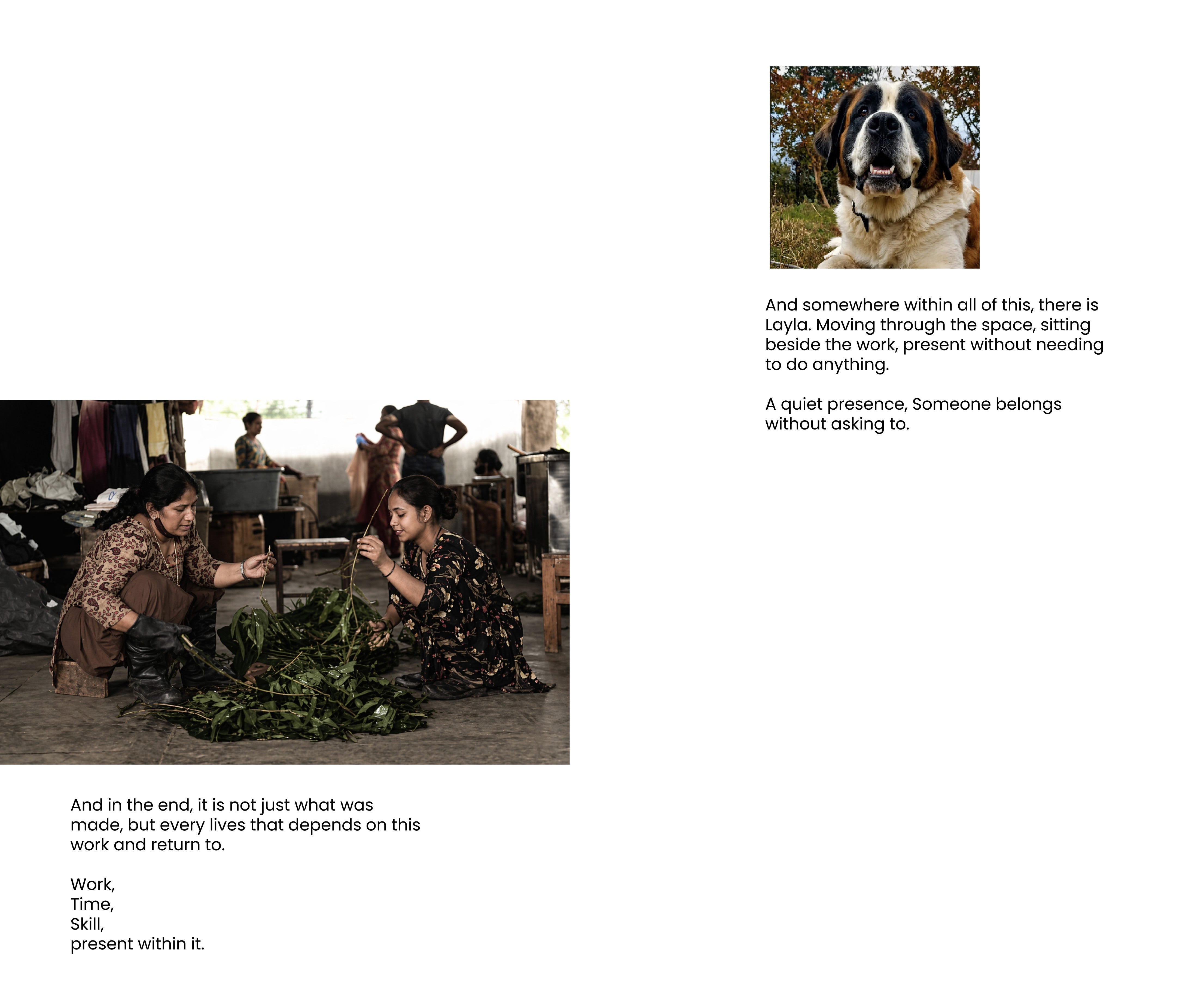 Two women work together on a floor, sorting through a pile of green leaves or plant material. To the right, a close-up photo shows a Saint Bernard dog named Layla, accompanied by text describing her "quiet presence" in the workspace.