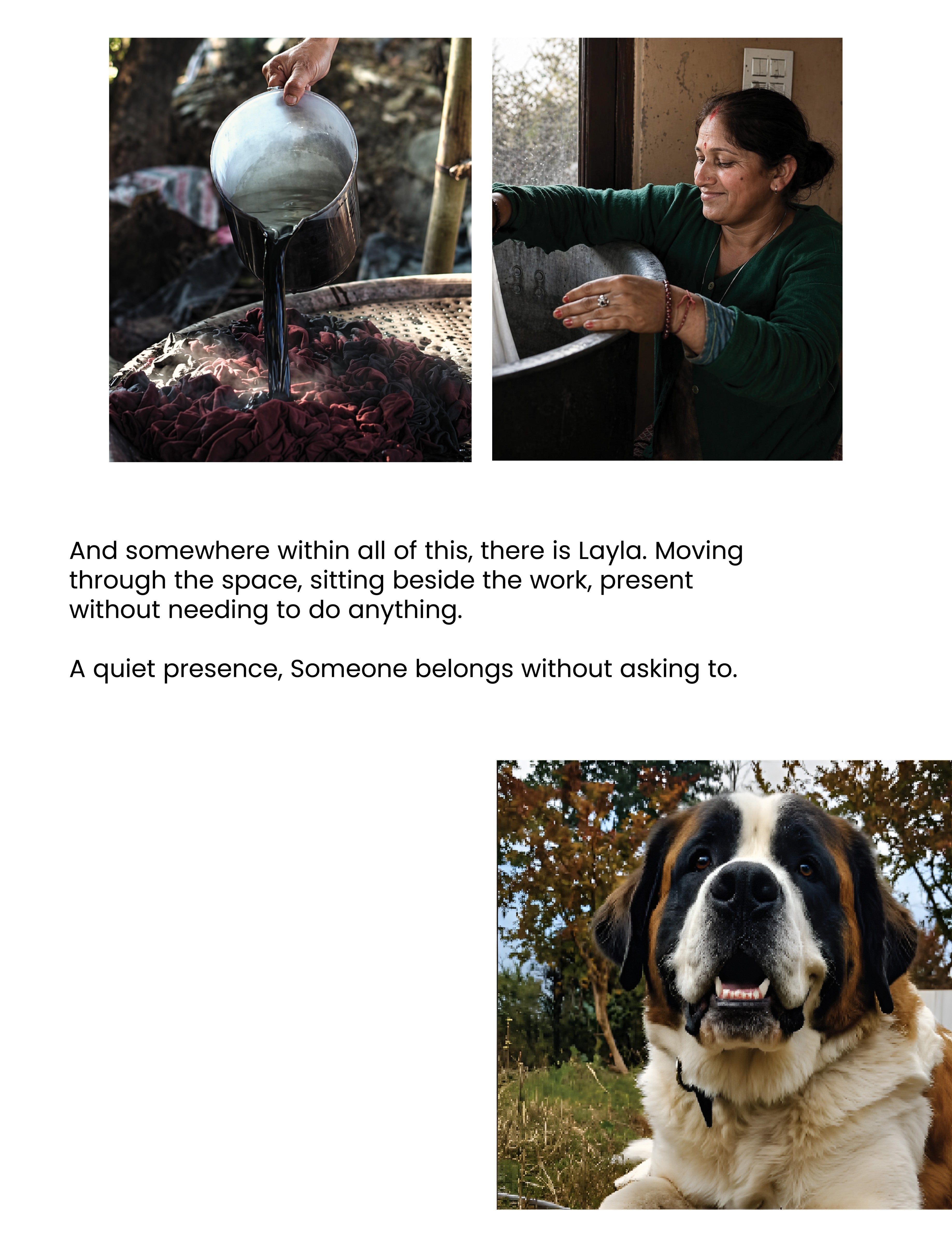 This image features a Saint Bernard dog, a breed widely known for its calm and gentle temperament.